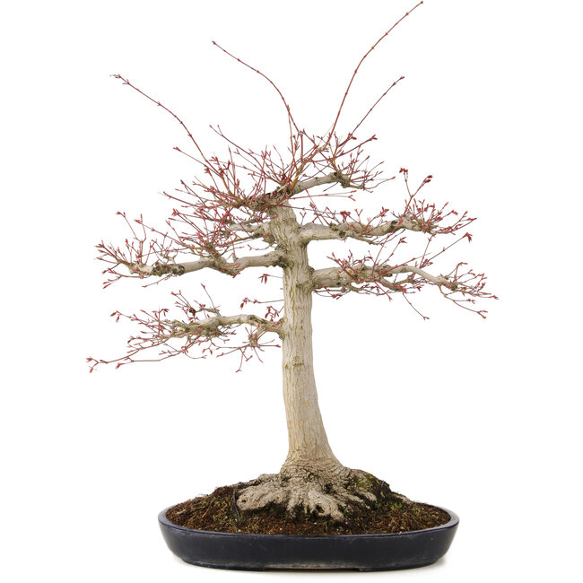Acer palmatum, 63 cm, ± 25 anni, con un nebari di 26 cm in un vaso giapponese fatto a mano da Yamafusa