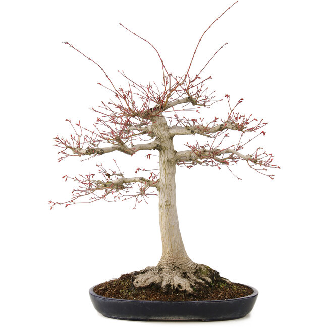 Acer palmatum, 63 cm, ± 25 years old, with a nebari of 26 cm in a handmade Japanese pot by Yamafusa