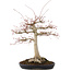 Acer palmatum, 63 cm, ± 25 anni, con un nebari di 26 cm in un vaso giapponese fatto a mano da Yamafusa
