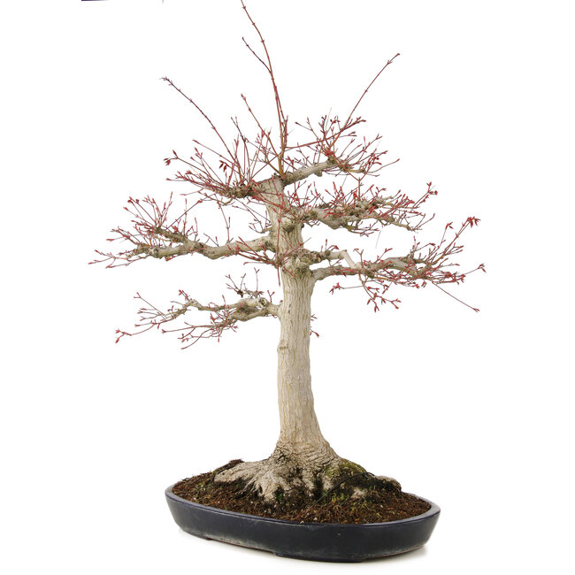 Acer palmatum, 63 cm, ± 25 years old, with a nebari of 26 cm in a handmade Japanese pot by Yamafusa