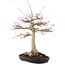 Acer palmatum, 63 cm, ± 25 years old, with a nebari of 26 cm in a handmade Japanese pot by Yamafusa