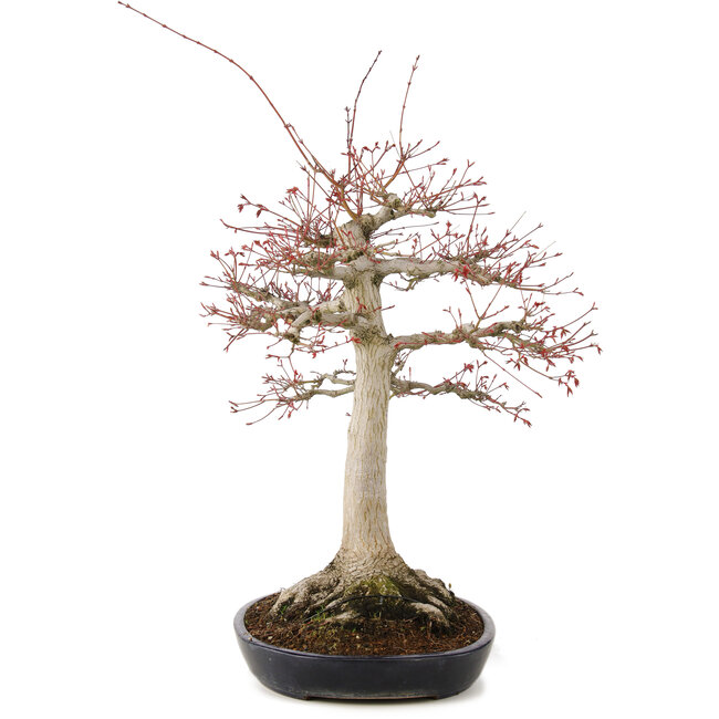 Acer palmatum, 63 cm, ± 25 years old, with a nebari of 26 cm in a handmade Japanese pot by Yamafusa