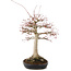 Acer palmatum, 63 cm, ± 25 years old, with a nebari of 26 cm in a handmade Japanese pot by Yamafusa