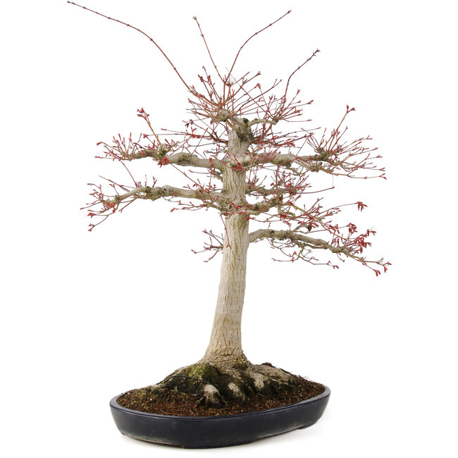 Acer palmatum, 63 cm, ± 25 years old, with a nebari of 26 cm in a handmade Japanese pot by Yamafusa