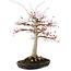 Acer palmatum, 63 cm, ± 25 anni, con un nebari di 26 cm in un vaso giapponese fatto a mano da Yamafusa