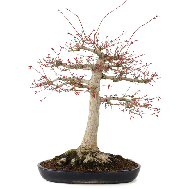 Acer palmatum, 63 cm, ± 25 años, con nebari de 26 cm en maceta japonesa hecha a mano por Yamafusa