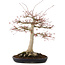 Acer palmatum, 63 cm, ± 25 anni, con un nebari di 26 cm in un vaso giapponese fatto a mano da Yamafusa