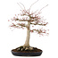 Acer palmatum, 63 cm, ± 25 Jahre alt, mit einem Nebari von 26 cm in einem handgefertigten japanischen Topf von Yamafusa