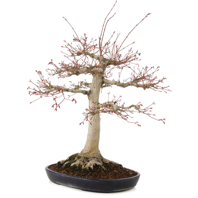 Acer palmatum, 63 cm, ± 25 years old, with a nebari of 26 cm in a handmade Japanese pot by Yamafusa