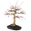 Acer palmatum, 63 cm, ± 25 anni, con un nebari di 26 cm in un vaso giapponese fatto a mano da Yamafusa