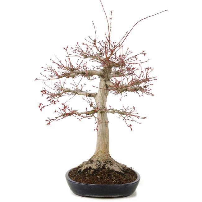 Acer palmatum, 63 cm, ± 25 ans, avec un nebari de 26 cm dans un pot japonais fait main par Yamafusa
