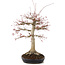 Acer palmatum, 63 cm, ± 25 anni, con un nebari di 26 cm in un vaso giapponese fatto a mano da Yamafusa