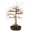 Acer palmatum, 63 cm, ± 25 years old, with a nebari of 26 cm in a handmade Japanese pot by Yamafusa