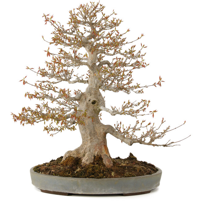 Acer buergerianum, 61 cm, ± 25 years old, in a handmade Japanese pot by Yamaaki