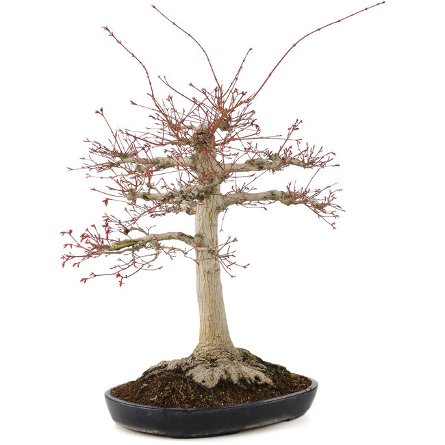 Acer palmatum, 63 cm, ± 25 ans, avec un nebari de 26 cm dans un pot japonais fait main par Yamafusa