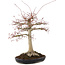 Acer palmatum, 63 cm, ± 25 years old, with a nebari of 26 cm in a handmade Japanese pot by Yamafusa