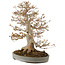 Acer buergerianum, 61 cm, ± 25 years old, in a handmade Japanese pot by Yamaaki
