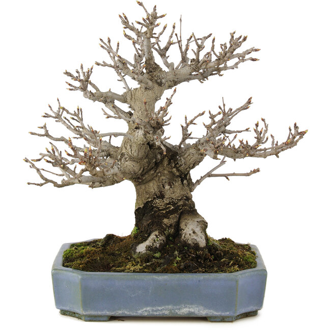 Pourthiaea villosa, 32 cm, ± 20 anni, in un vaso giapponese fatto a mano da Hattori