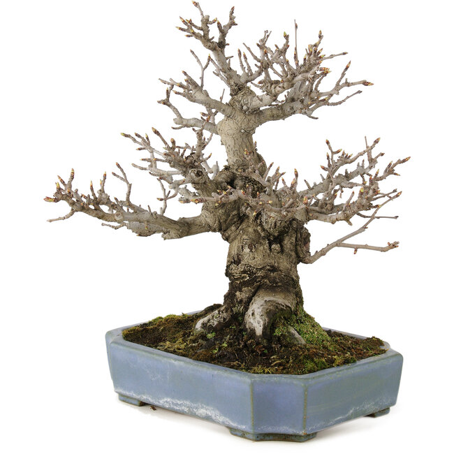 Pourthiaea villosa, 32 cm, ± 20 anni, in un vaso giapponese fatto a mano da Hattori