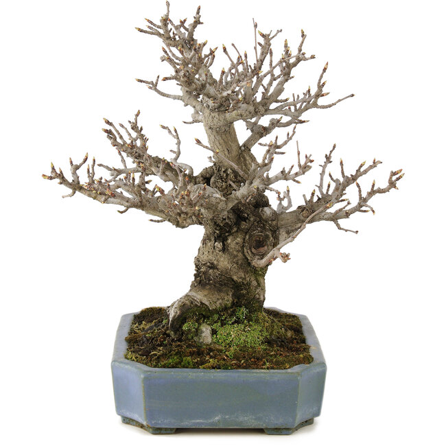 Pourthiaea villosa, 32 cm, ± 20 Jahre alt, in einem handgefertigten japanischen Topf von Hattori