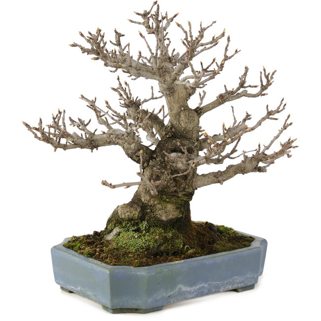 Pourthiaea villosa, 32 cm, ± 20 ans, dans un pot japonais fait main par Hattori