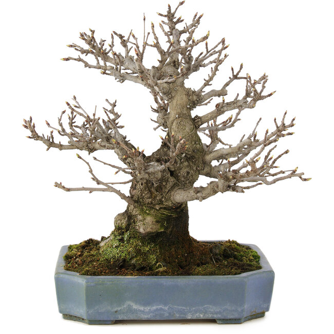 Pourthiaea villosa, 32 cm, ± 20 years old, in a handmade Japanese pot by Hattori