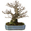 Pourthiaea villosa, 32 cm, ± 20 Jahre alt, in einem handgefertigten japanischen Topf von Hattori