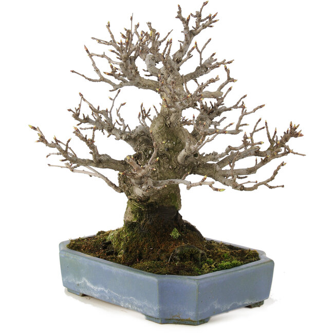 Pourthiaea villosa, 32 cm, ± 20 años, en una olla japonesa hecha a mano por Hattori