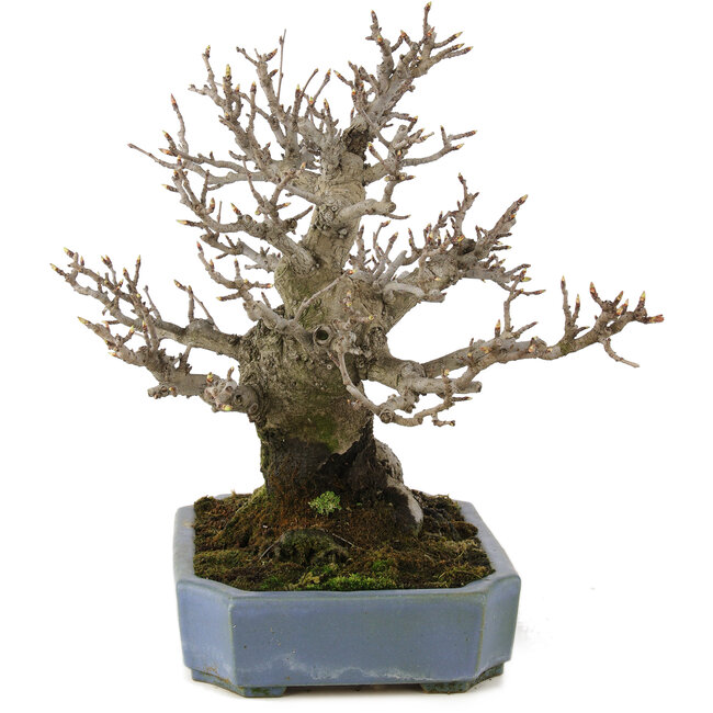 Pourthiaea villosa, 32 cm, ± 20 Jahre alt, in einem handgefertigten japanischen Topf von Hattori