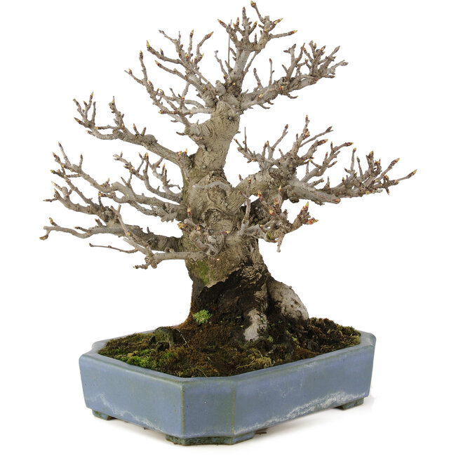 Pourthiaea villosa, 32 cm, ± 20 Jahre alt, in einem handgefertigten japanischen Topf von Hattori