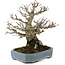 Pourthiaea villosa, 32 cm, ± 20 Jahre alt, in einem handgefertigten japanischen Topf von Hattori