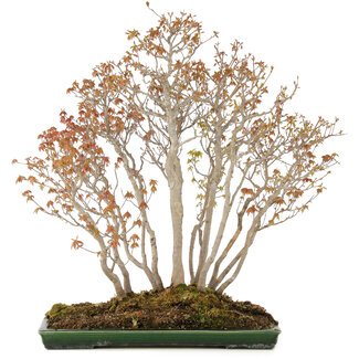 Acer buergerianum, 72 cm, ± 25 anni