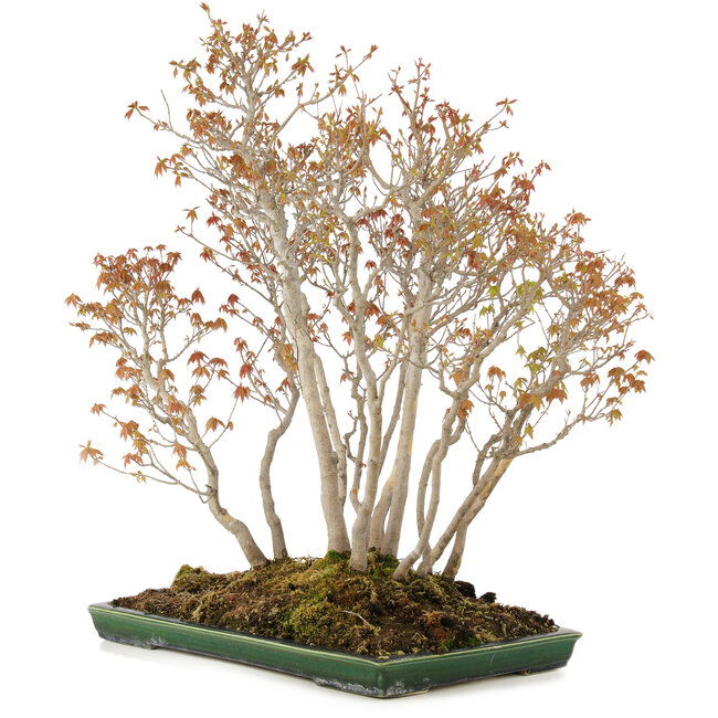 Acer buergerianum, 72 cm, ± 25 ans, dans un pot japonais fait main par Mazan avec un petit éclat de glaçure