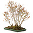 Acer buergerianum, 72 cm, ± 25 anni, in un vaso giapponese fatto a mano da Mazan con una piccola scheggiatura dello smalto