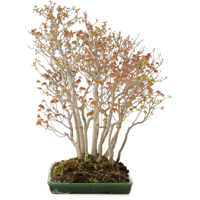 Acer buergerianum, 72 cm, ± 25 Jahre alt, in einem handgefertigten japanischen Topf von Mazan mit einem kleinen Glasurabplatzer