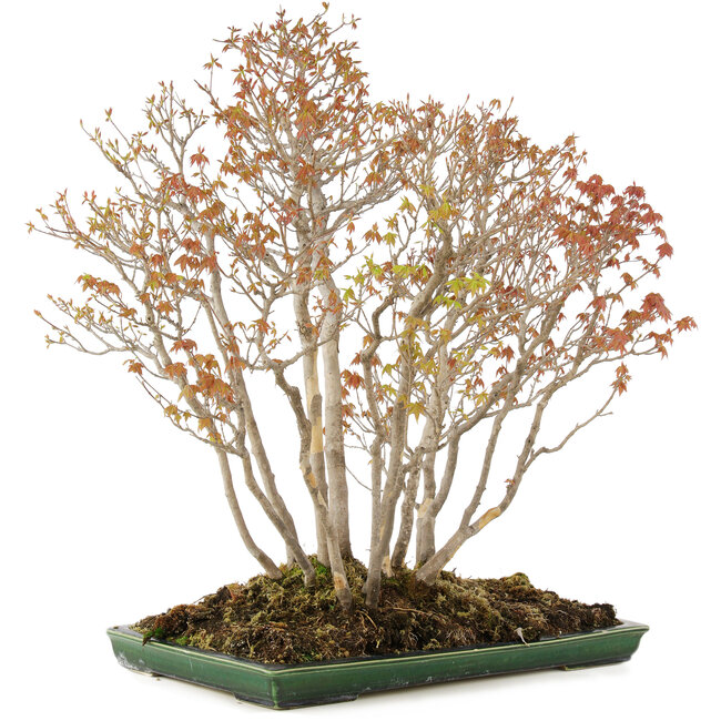 Acer buergerianum, 72 cm, ± 25 ans, dans un pot japonais fait main par Mazan avec un petit éclat de glaçure