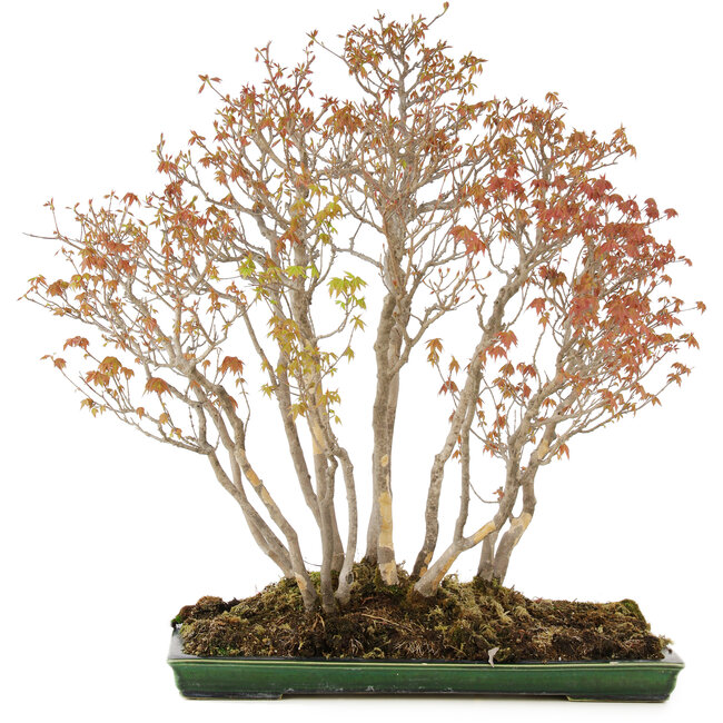 Acer buergerianum, 72 cm, ± 25 years old, in a handmade Japanese pot by Mazan with a small chip of the glaze