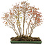 Acer buergerianum, 72 cm, ± 25 anni, in un vaso giapponese fatto a mano da Mazan con una piccola scheggiatura dello smalto
