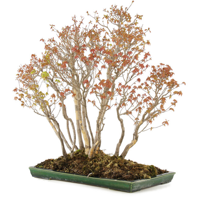 Acer buergerianum, 72 cm, ± 25 Jahre alt, in einem handgefertigten japanischen Topf von Mazan mit einem kleinen Glasurabplatzer