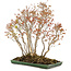 Acer buergerianum, 72 cm, ± 25 anni, in un vaso giapponese fatto a mano da Mazan con una piccola scheggiatura dello smalto