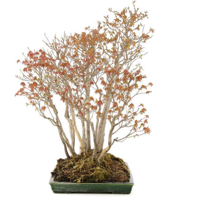 Acer buergerianum, 72 cm, ± 25 years old, in a handmade Japanese pot by Mazan with a small chip of the glaze
