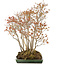 Acer buergerianum, 72 cm, ± 25 anni, in un vaso giapponese fatto a mano da Mazan con una piccola scheggiatura dello smalto