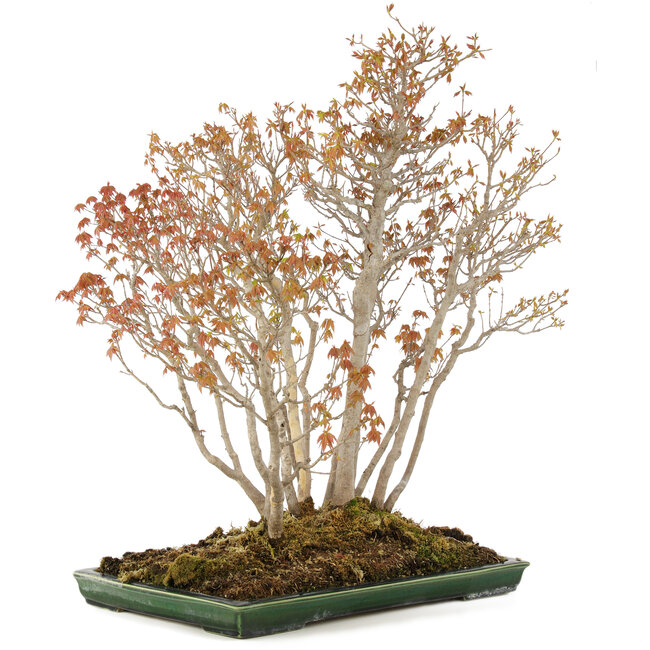 Acer buergerianum, 72 cm, ± 25 ans, dans un pot japonais fait main par Mazan avec un petit éclat de glaçure