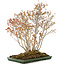 Acer buergerianum, 72 cm, ± 25 anni, in un vaso giapponese fatto a mano da Mazan con una piccola scheggiatura dello smalto