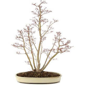 Acer palmatum, 62,5 cm, ± 15 anni