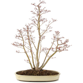 Acer palmatum, 62,5 cm, ± 15 ans