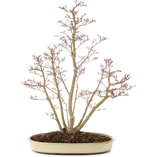 Acer palmatum, 62,5 cm, ± 15 ans