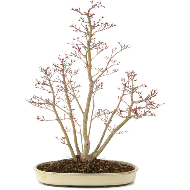 Acer palmatum, 62,5 cm, ± 15 years old