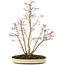 Acer palmatum, 62,5 cm, ± 15 anni