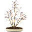 Acer palmatum, 62,5 cm, ± 15 years old